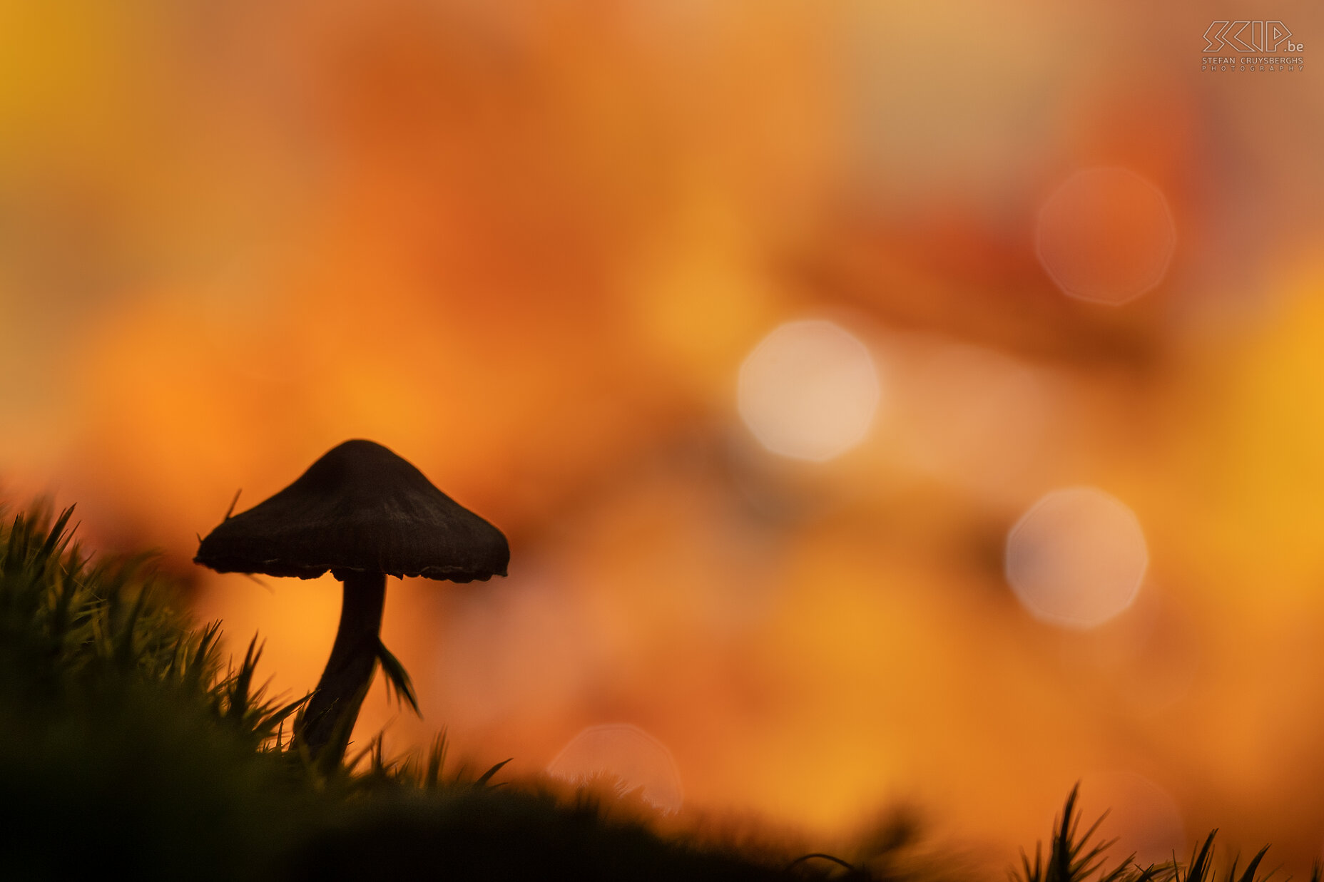 Herfst - Vezelkop  Vezelkop / Inocybe Stefan Cruysberghs